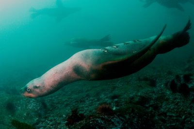 Sea Lion