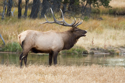 10-3-6 Bull Elk