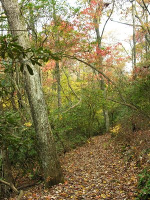 The trail covered with leaves