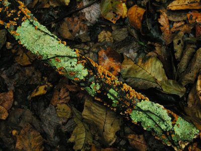 Orange and green lichen
