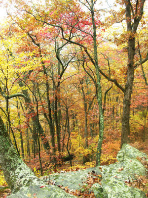 Lichen and Fall color