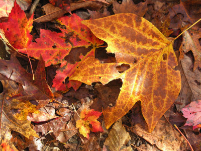 Disintegrating leaves