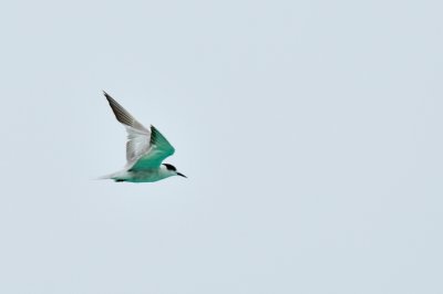 (Sterna hirundo) Common Tern