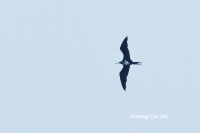 (Fregata andrewsi) Christmas Island Frigatebird