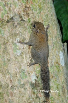 (Exilisciurus exilis)  Plain Pigmy Squirrel