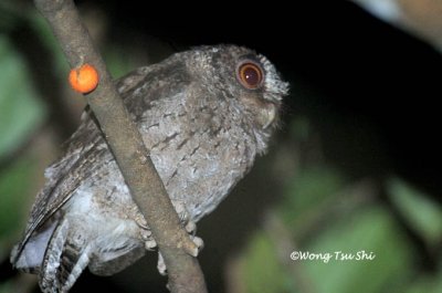 (Otus lempiji lemurum) Collared Scops Owl