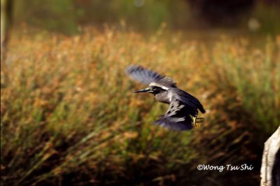 (Butorides striata) Striated Heron