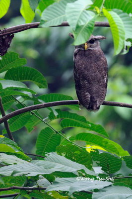 (Bubo sumatranus) Barred Eagle-owl