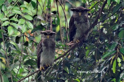 (Bubo sumatranus) Barred Eagle-owl
