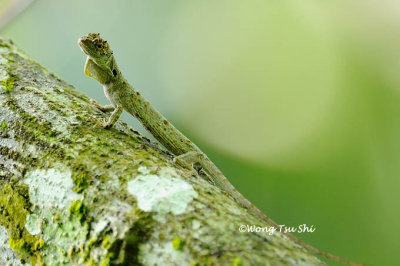 (Draco Cornutus)  Horned Flying Lizard