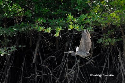 (Ardea sumatrana) Great-billed Heron
