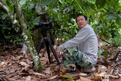 Tawau - Wong is waiting for the Hooded Pitta, who shows up at a friend's cocoa plantation.