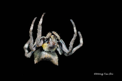(Parawixia dehaani) ♀
