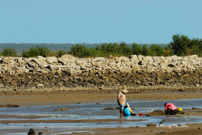 Tawau - Tinaget Beach, limited wintering ground for waders