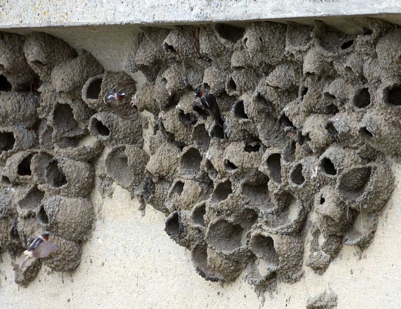 Cliff Swallow nests.jpg