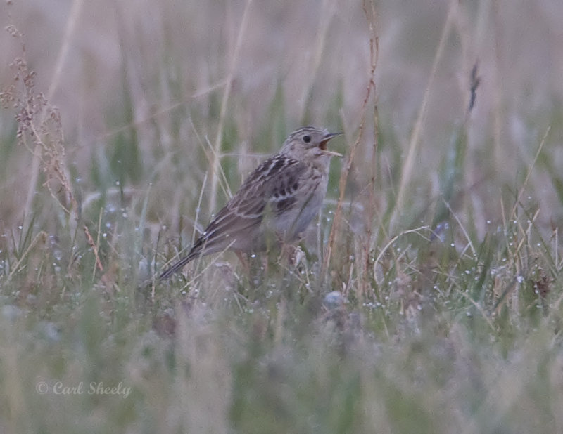 Spraques Pipit-3.jpg