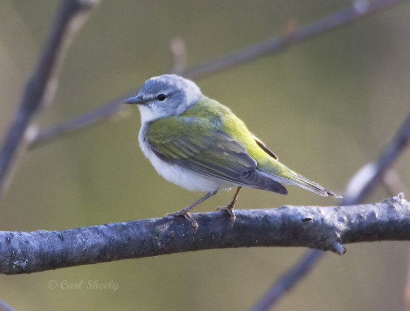 Tennessee Warbler-7.jpg