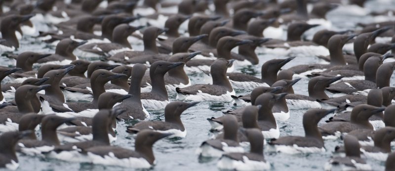 Common Murre Raft.jpg