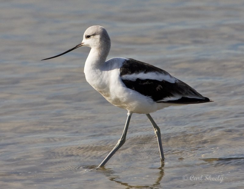Avocet 2684.jpg