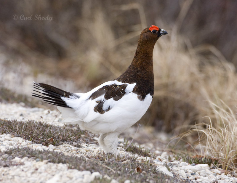 Willow Ptarmigan-9.jpg