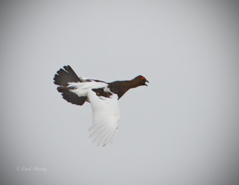 Willow Ptarmigan-10.jpg