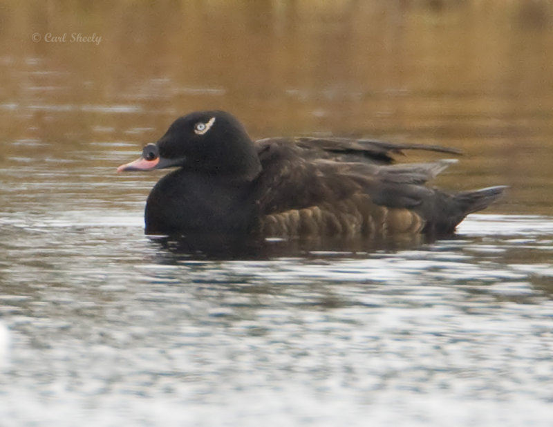 White-winged Scoter-1.jpg