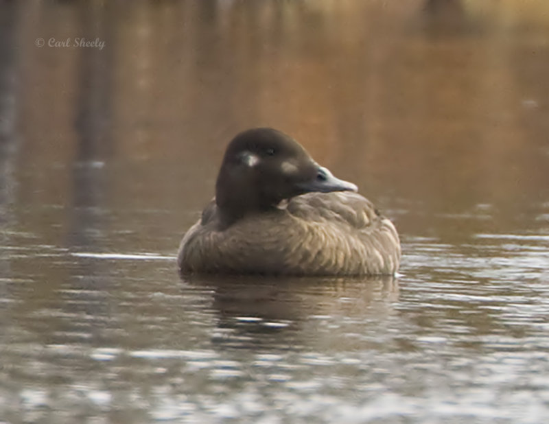 White-winged Scoter-f.jpg