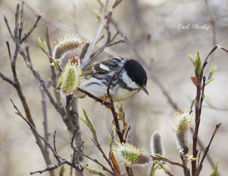 Blackpoll Warbler-2.jpg