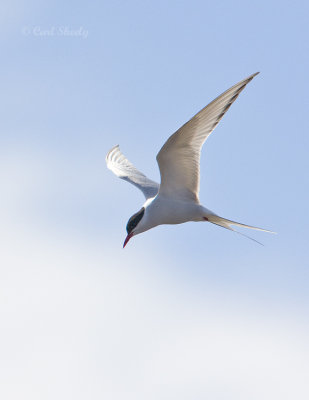 Arctic Tern-14.jpg