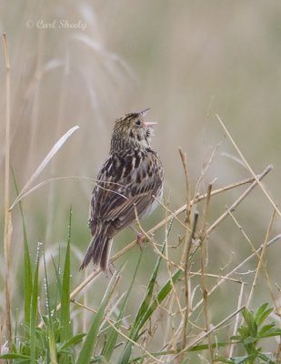 Bairds Sparrow-3.jpg