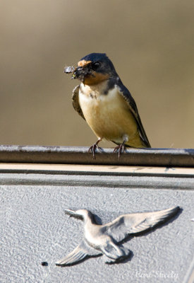Barn Swallow-8.jpg