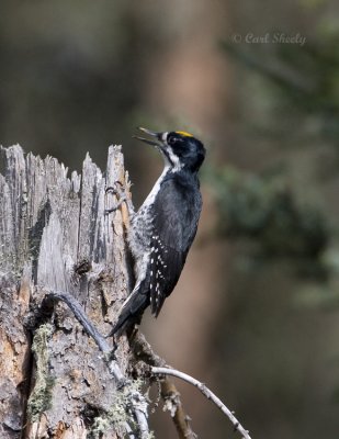 Black-backed Woodpecker-2.jpg