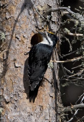 Black-backed Woodpecker-3.jpg