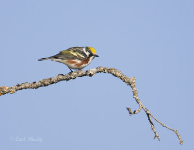 Chestnut-sided Warbler-8.jpg