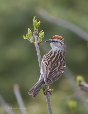 Chipping Sparrow-9.jpg