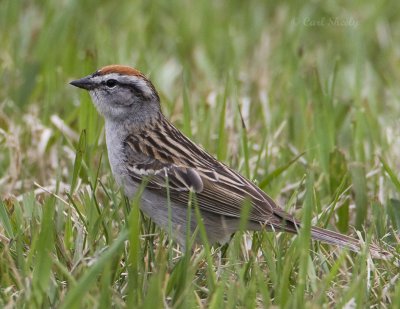 Chipping Sparrow-10.jpg