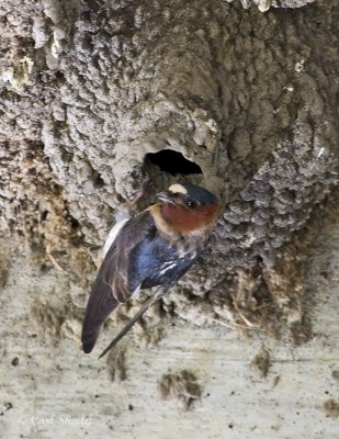 cliff_swallow