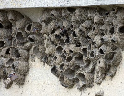 Cliff Swallow nests.jpg