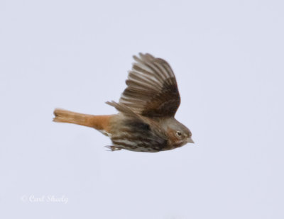 Fox Sparrow-6.jpg