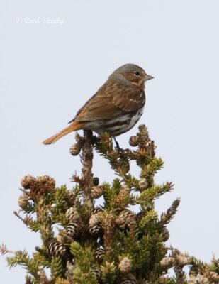 Fox Sparrow-Manitoba.jpg