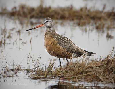 Hudsonian Godwit-4.jpg