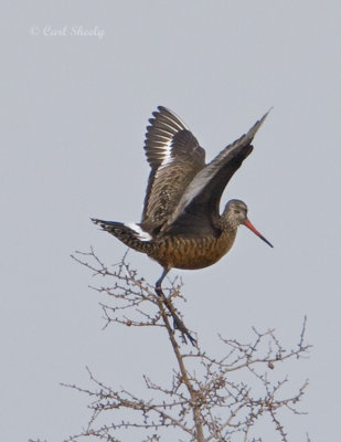 Hudsonian Godwit Display.jpg