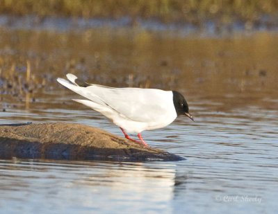 Little Gull-1.jpg