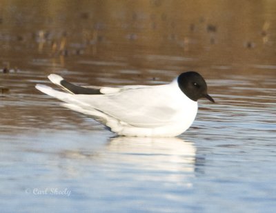 Little Gull-2.jpg