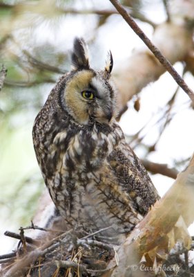 Long-eared Owl-1.jpg