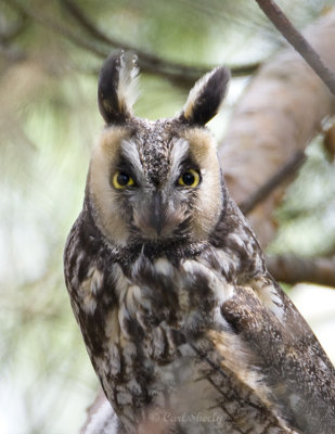 Long-eared Owl-3.jpg
