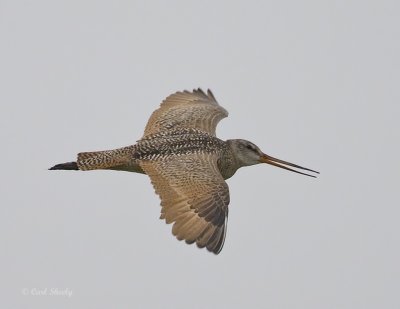 Marbled Godwit-4.jpg