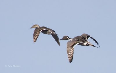 Northern Pintail Ducks.jpg