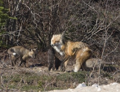 Red Fox Mom.jpg