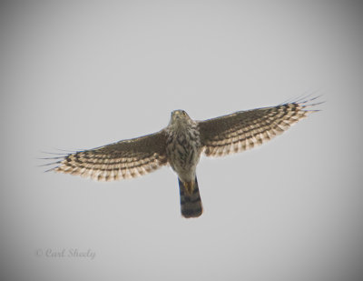 Sharp-shinned Hawk-2.jpg